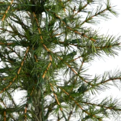 3’ Artificial Christmas Tree With 50 Clear LED Lights Set In A Burlap Base 12 3’ Artificial Christmas Tree With 50 Clear LED Lights Set In A Burlap Base -Cheap Artificial Trees Store artificial 3 artificial christmas tree with 50 clear led lights set in a burlap base nearly natural 700474