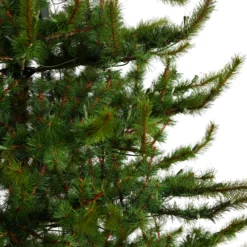 9’ Vancouver Mountain Pine Artificial Christmas Tree With 750 Clear Lights And 2583 Bendable Branches -Cheap Artificial Trees Store artificial 9 vancouver mountain pine artificial christmas tree with 750 clear lights and 2583 bendable branches nearly natural 250377