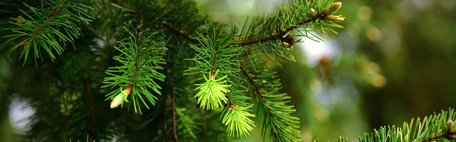 Cheap Artificial Trees Store -Cheap Artificial Trees Store