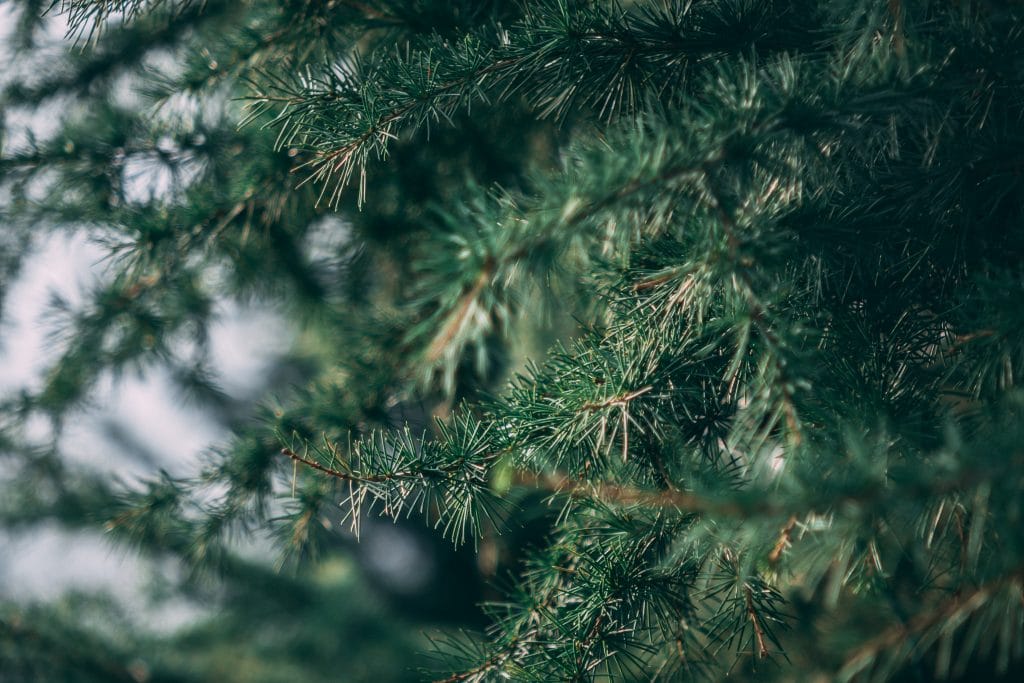 Cheap Artificial Trees Store -Cheap Artificial Trees Store musicfox fx p5HkPjx5vyk unsplash 1024x683 1